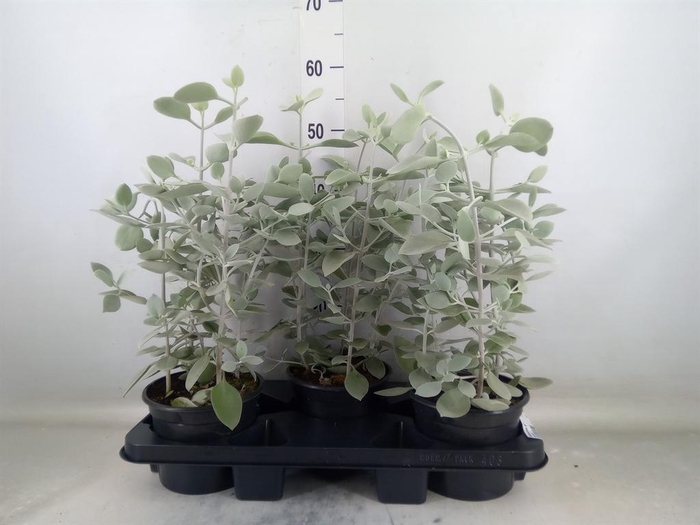 <h4>Kalanchoe NF   ...</h4>