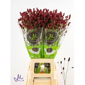 SANGUISORBA OFFICINALIS 'RED DREAM'