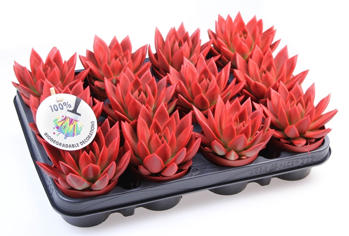 <h4>Echeveria  'Miranda'</h4>