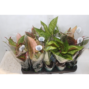 AGLAONEMA VARIADA P12 PREMIUM