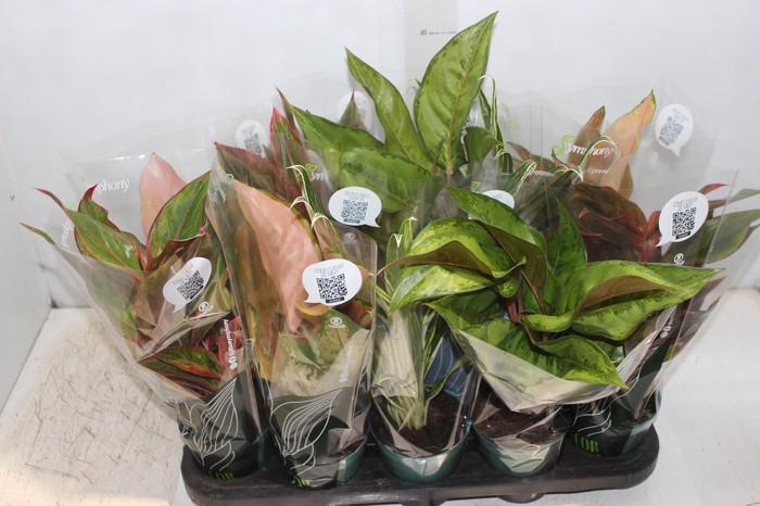 <h4>AGLAONEMA VARIADA P12 PREMIUM</h4>