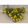 Calibrachoa Double Light Yellow
