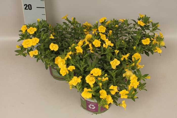 Calibrachoa Double Light Yellow