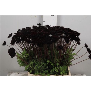 Cosmos Black Beauty