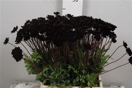 <h4>Cosmos Black Beauty</h4>