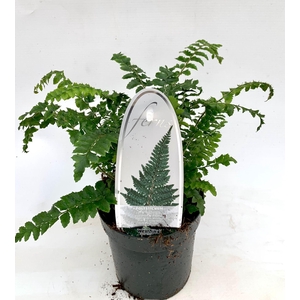 Polystichum polyblepharum