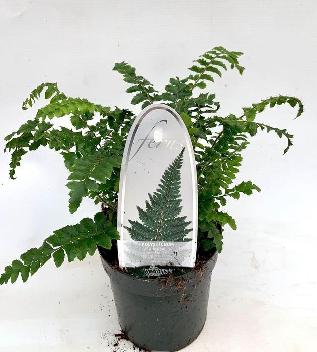 <h4>Polystichum polyblepharum</h4>