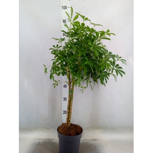 Schefflera arbor. 'Gold Capella'
