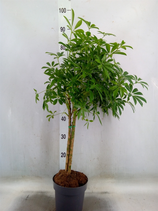 <h4>Schefflera arbor. 'Gold Capella'</h4>