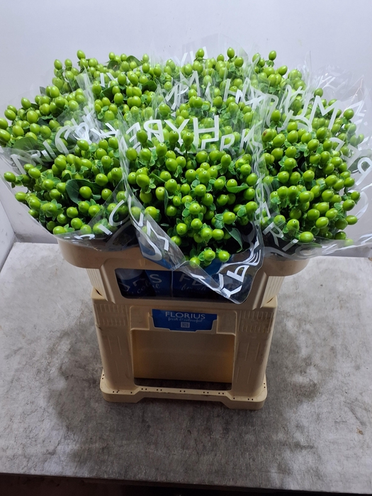 <h4>Hyp Coco Bamboo</h4>