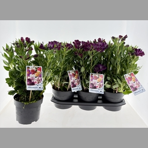 ALST INTI PURPLE