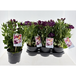 ALST INTI PURPLE