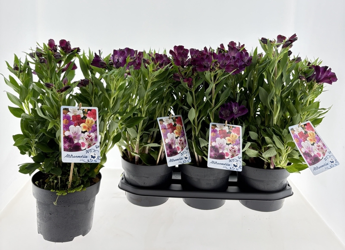 <h4>ALST INTI PURPLE</h4>