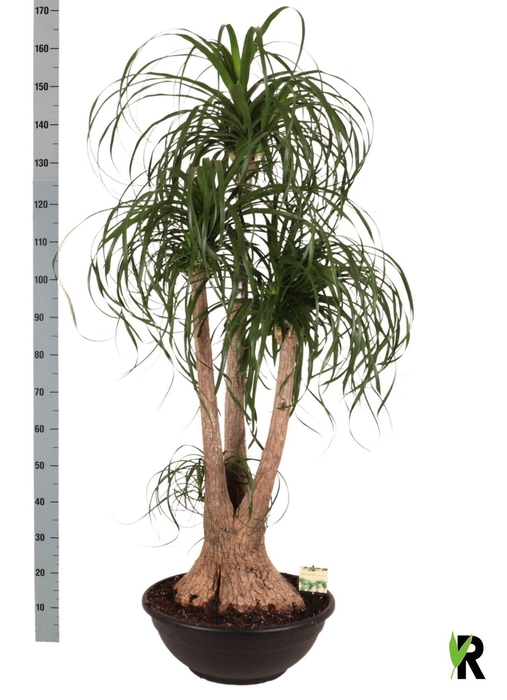 <h4>BEAUCARNEA RECUR</h4>