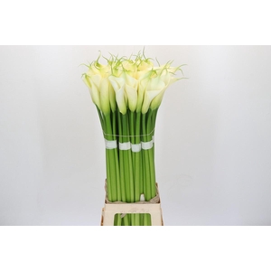 Zantedeschia Eydolls White