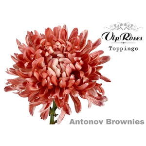 Chr G Antonov Brownies