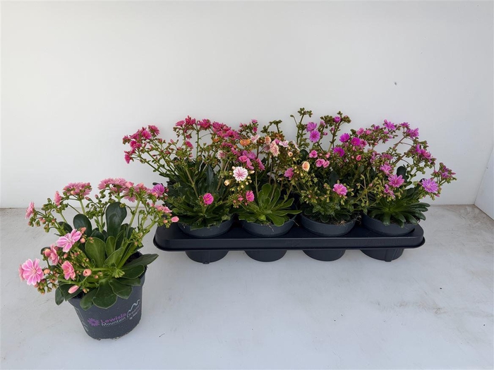 <h4>Lewi Mou Dreams Gem</h4>