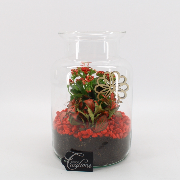 <h4>BACR-2506R Basic fundamentals terrarium</h4>