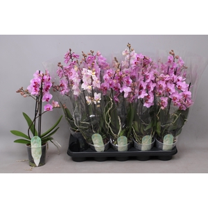 PHAL MF GEM 3 KL