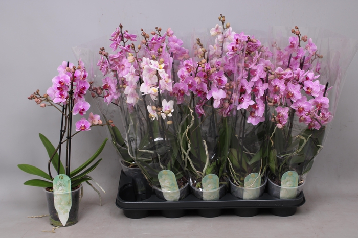 <h4>PHAL MF GEM 3 KL</h4>
