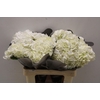 Hydrangea white in box