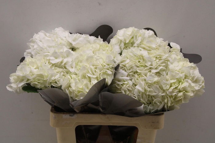Hydrangea white in box