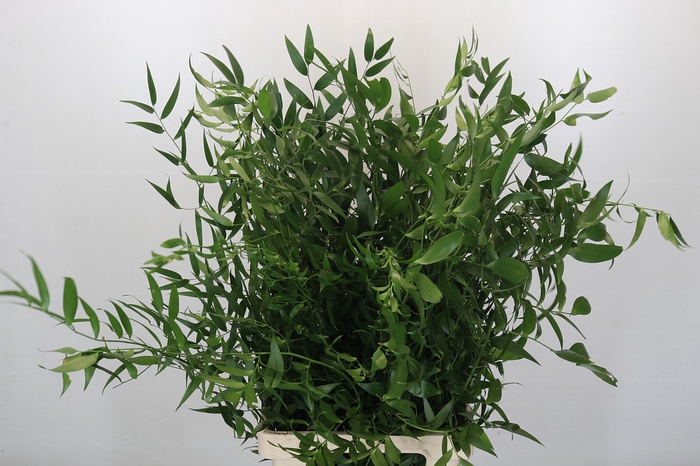 <h4>Ruscus Fine Long x3</h4>