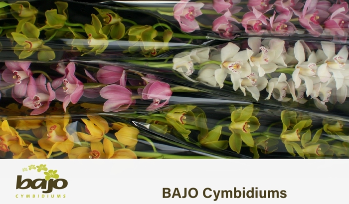 <h4>CYMB T GEM</h4>
