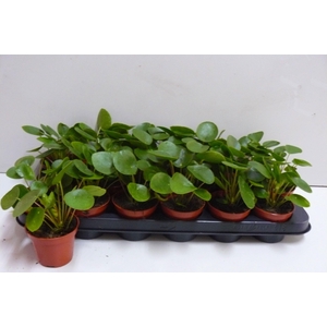 PILEA PEPEROMIOIDES