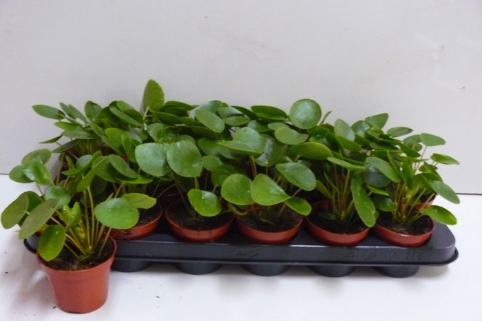 <h4>PILEA PEPEROMIOIDES</h4>