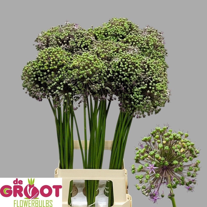 <h4>ALLIUM GLADIATOR</h4>