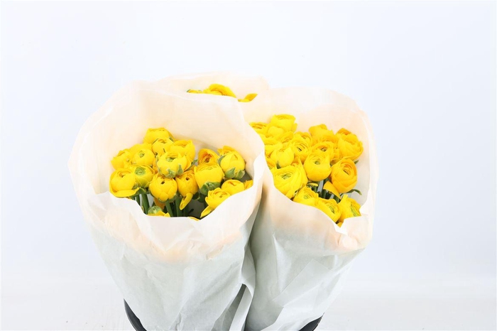 <h4>Ran Elegance Yellow</h4>