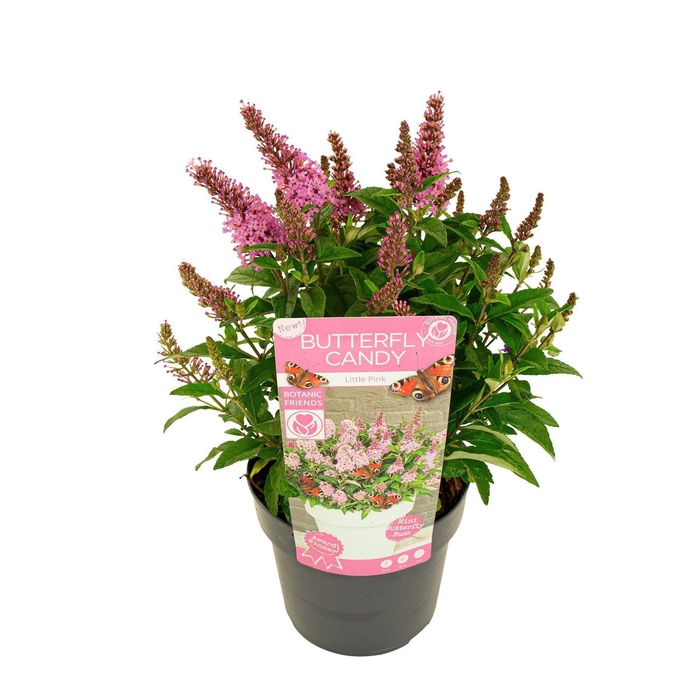 Buddleja Butterfly Candy Little Pin