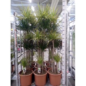 Dracaena   ...mix