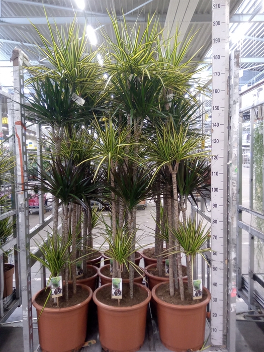 <h4>Dracaena   ...mix</h4>