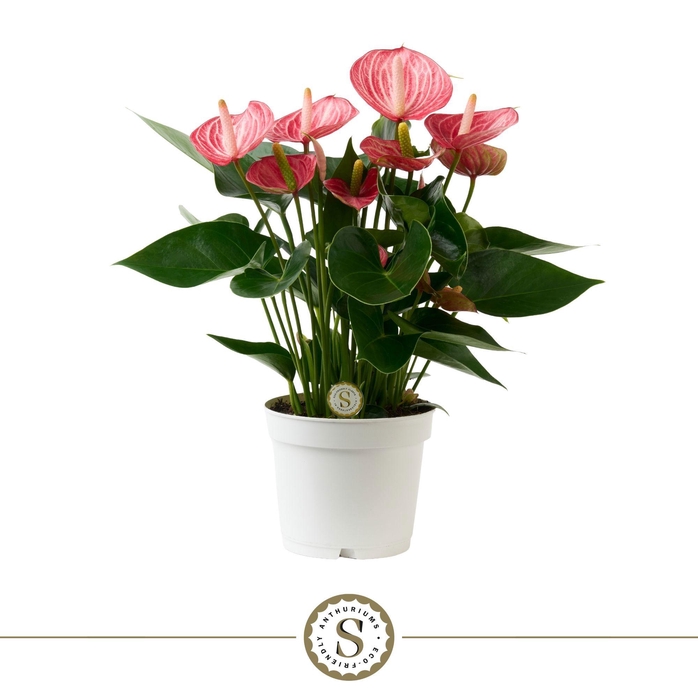 <h4>Anthurium Livium Briljante 12cm</h4>