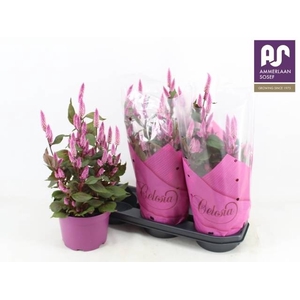 CEL WILD PINK