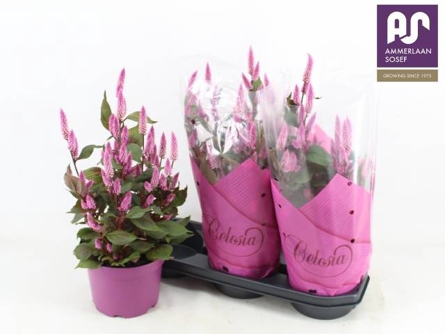<h4>CEL WILD PINK</h4>