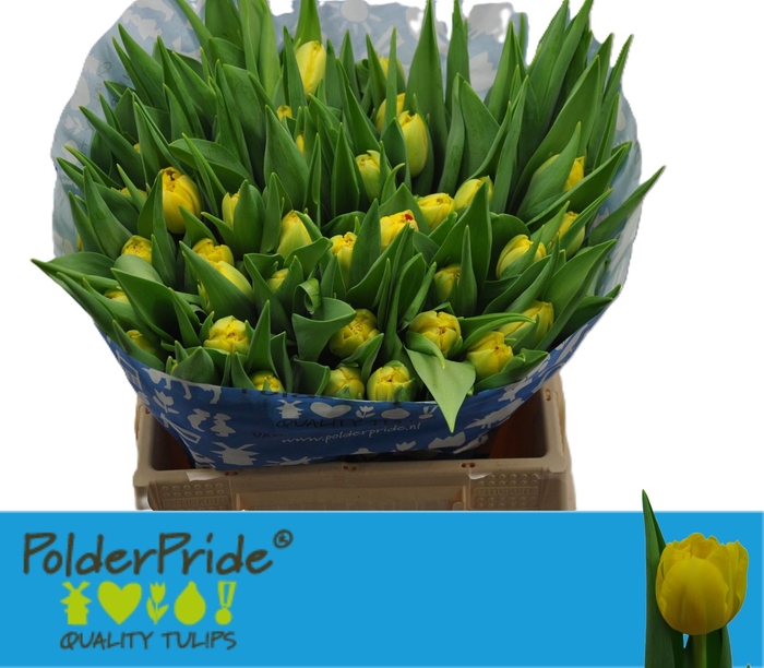 <h4>TU DU HOMERUN</h4>