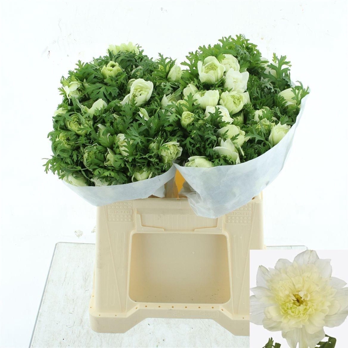 <h4>ANEM CO LEV BIANCO</h4>