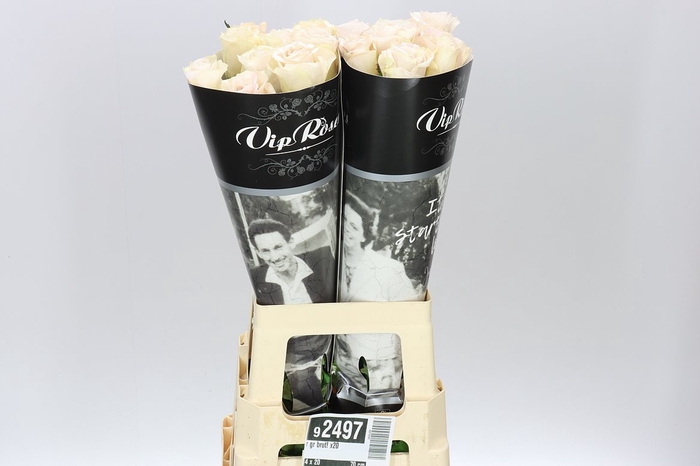 <h4>Rosa Gr Vip Brut!</h4>