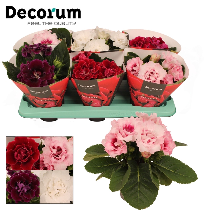 <h4>Gloxinia Sonata mix 13 cm</h4>