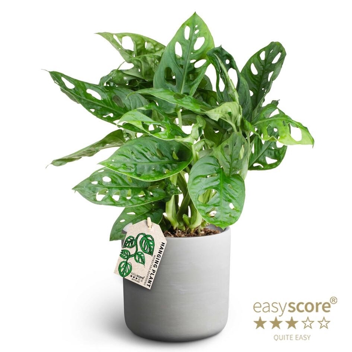 <h4>MONSTERA FRIEDR P12  RAW GREY</h4>