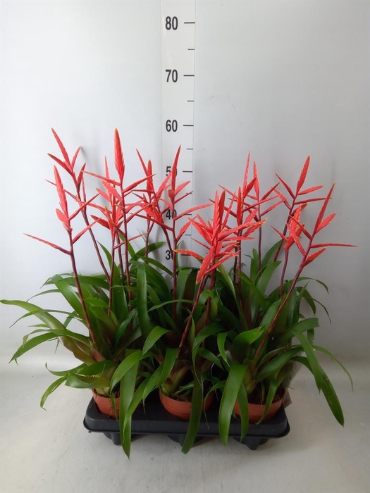 <h4>Vriesea  'Elan'</h4>