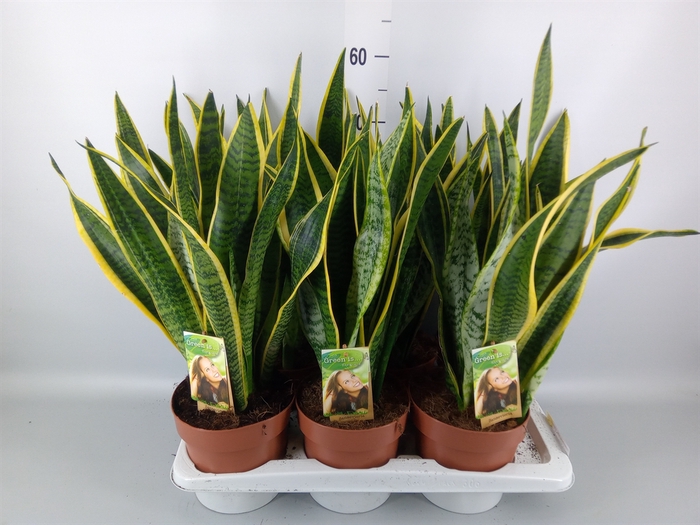 <h4>Sansevieria trifa. 'Laurentii'</h4>