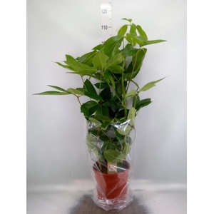 Schefflera actin. 'Amate'