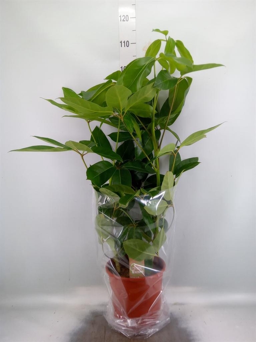 <h4>Schefflera actin. 'Amate'</h4>