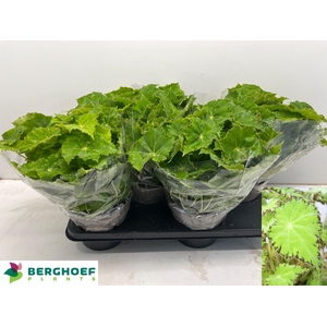 BEG BELEAF LIMA LOVE