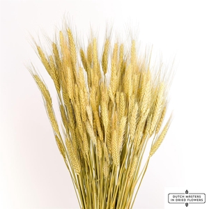 Dried Triticale Natural Bunch