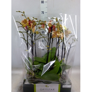 Phalaenopsis   ...red